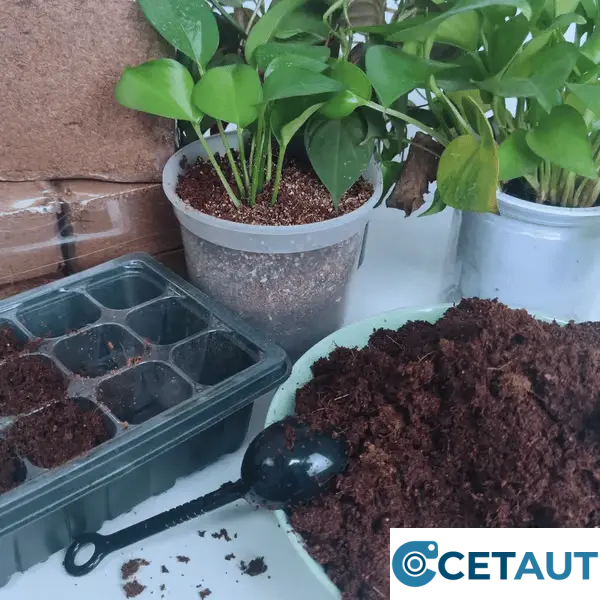 🔥Natürlich wachsen, einfach glücklich!⏰ Organische Kokosnussschalen für Pflanzen🥥🌱 cetaut